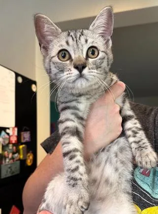 A baby large-sized male Tabby (Gray / Blue / Silver) Domestic Short Hair cat named Barry for adoption in Everett, WA