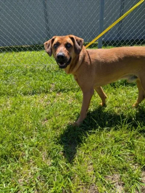 A young large-sized male Black Mouth Cur dog named A for adoption in Wilmington, NC