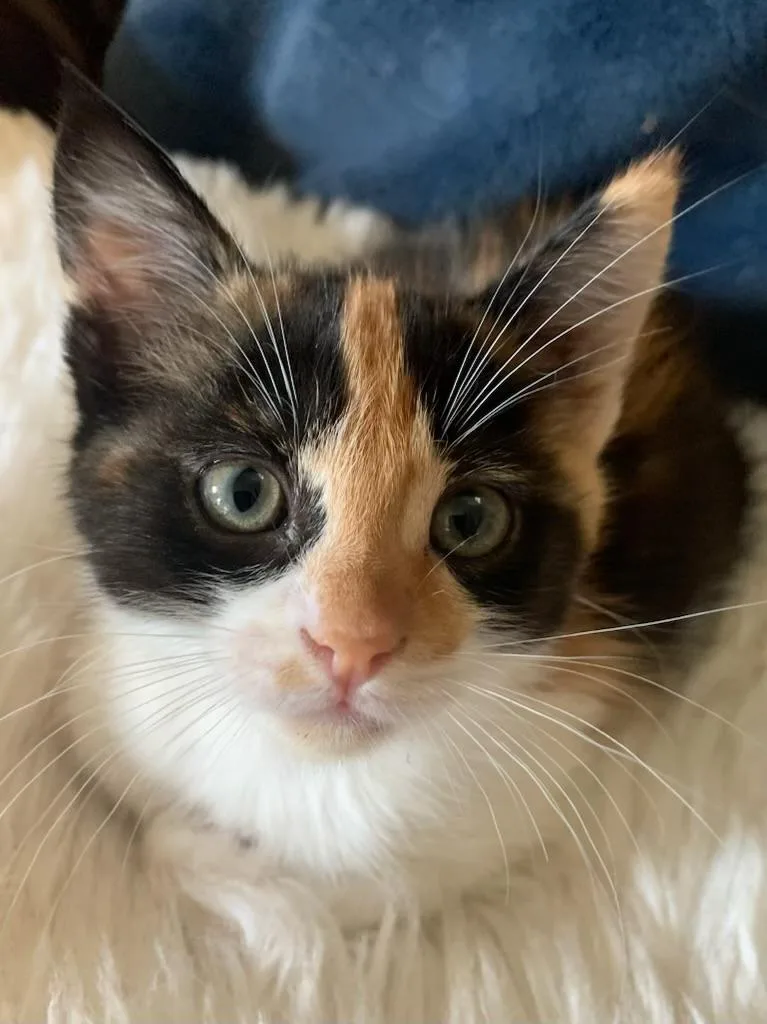 Fiona thumbnail 6