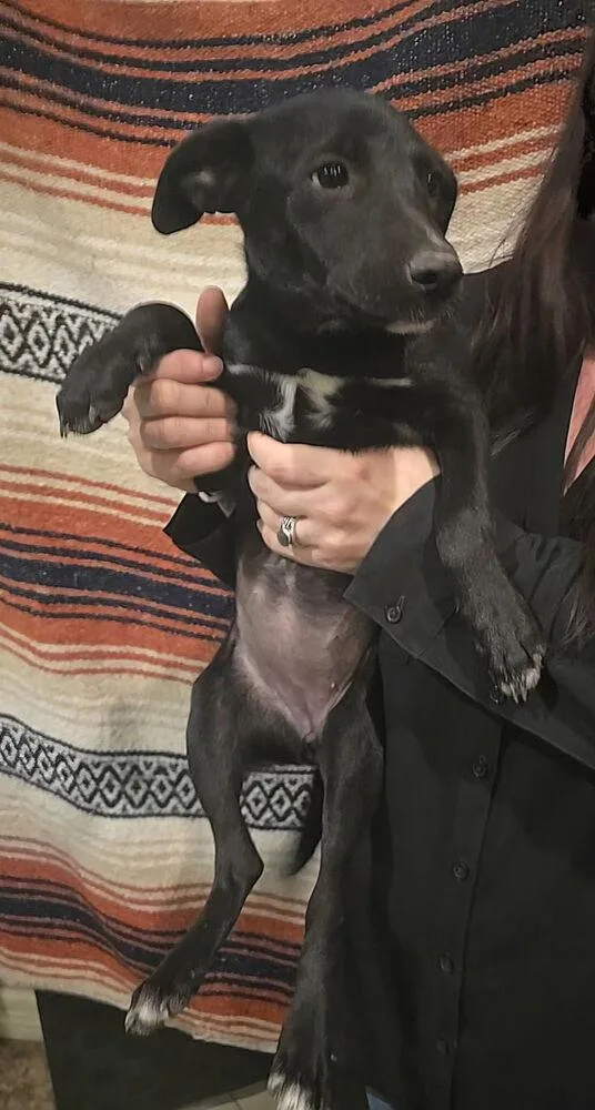 A baby medium-sized female Tricolor (Brown, Black, & White) Labrador Retriever dog named Chili for adoption in Silsbee, TX