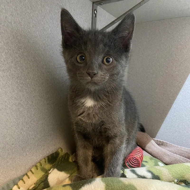 A baby small-sized male Domestic Short Hair cat named Gadzooks for adoption in Pittsburgh, PA