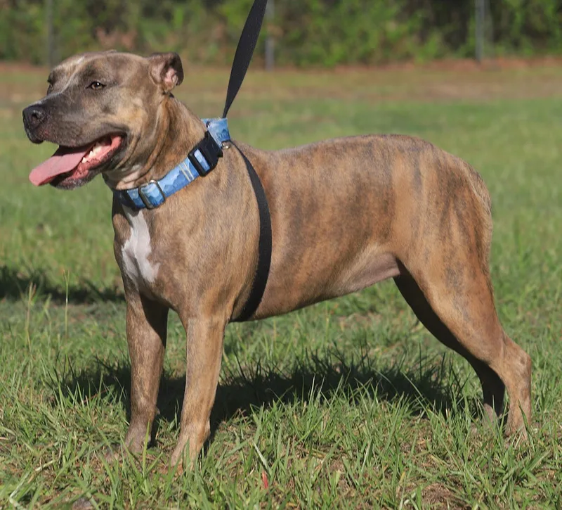 A young medium-sized female Hound dog named Joy for adoption in North Fort Myers, FL