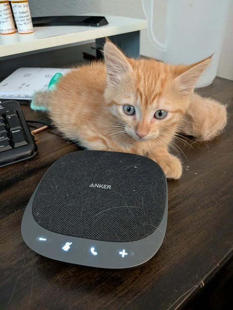 Otto Von Purrsmobile thumbnail 2