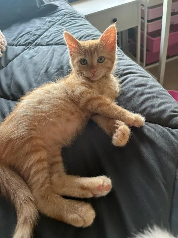 Otto Von Purrsmobile thumbnail 3