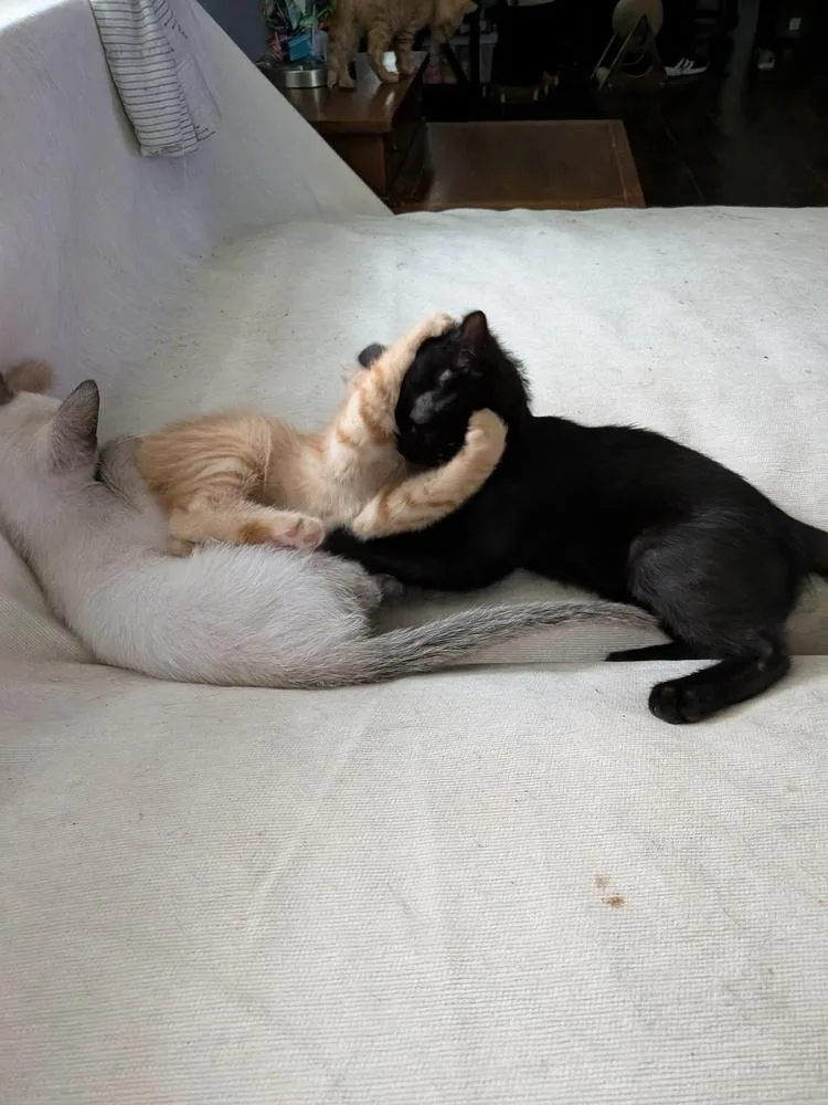 Otto Von Purrsmobile thumbnail 4