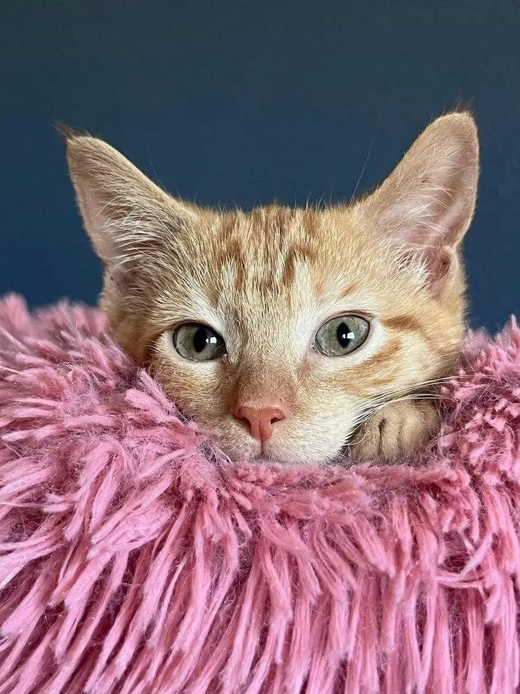 Otto Von Purrsmobile thumbnail 6