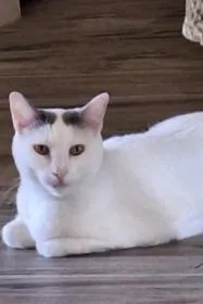 An adult medium-sized male White Domestic Short Hair cat named Soup for adoption in Phoenix, AZ