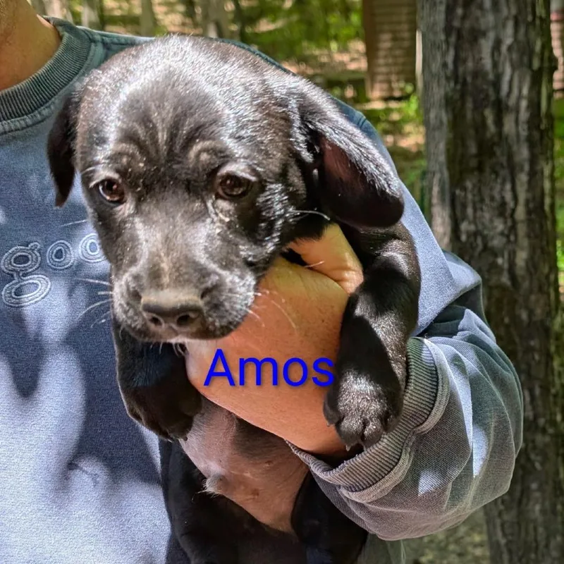 Amos thumbnail 2