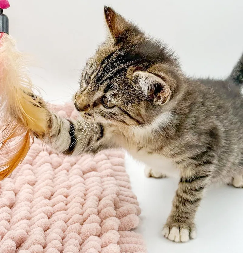 Iris Is Our Princess thumbnail 2
