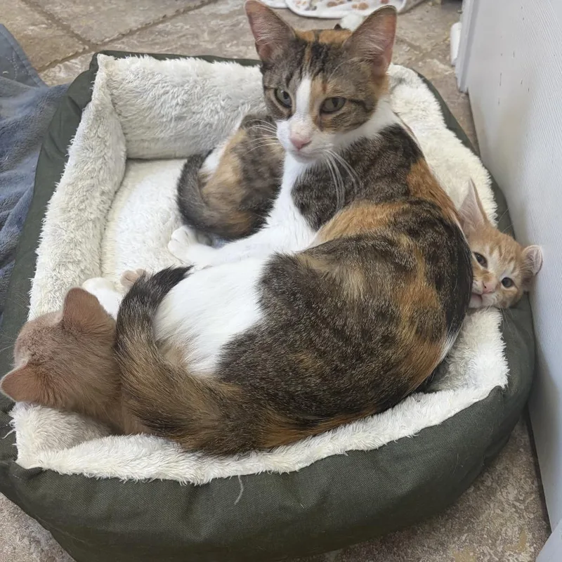 An adult medium-sized female Domestic Short Hair cat named Mackenzey for adoption in Cumming, GA