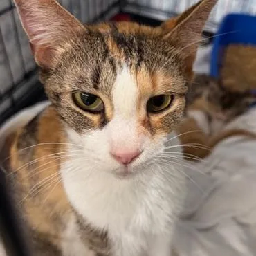 Mackenzey thumbnail 4