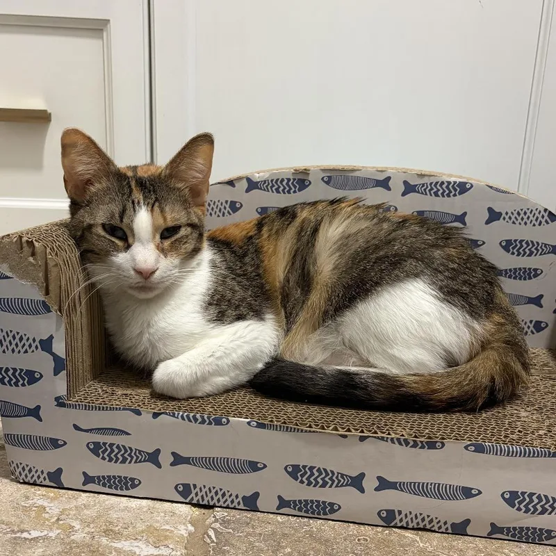 Mackenzey thumbnail 6