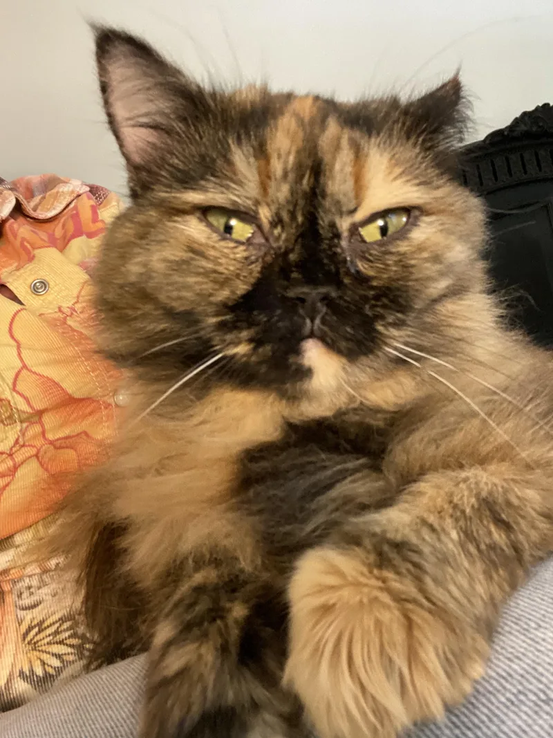 A young medium-sized female Tortoiseshell Persian cat named Mocha for adoption in Middletown, DE
