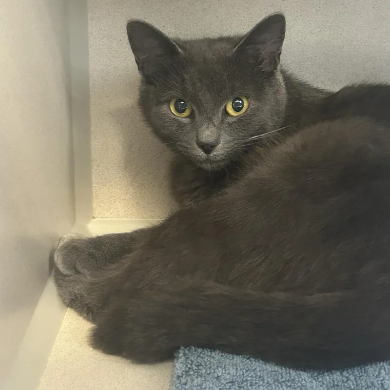 A young medium-sized female Gray / Blue / Silver Domestic Short Hair cat named Arc de Triomphe for adoption in Tacoma, WA