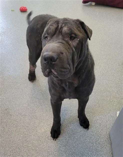 An adult medium-sized female Shar-Pei dog named Tallulah for adoption in Toledo, OH