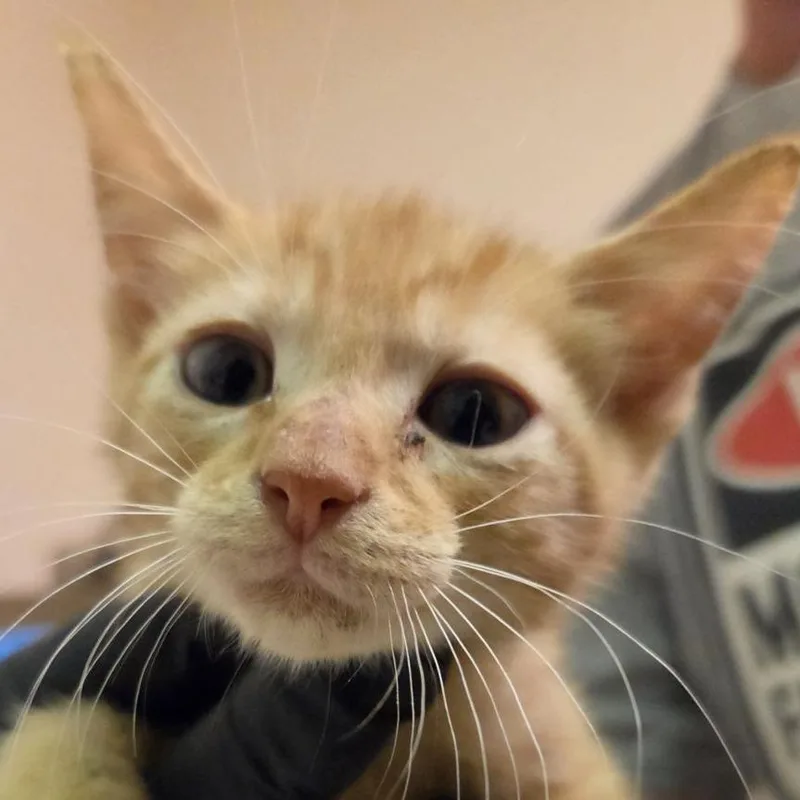 A baby small-sized male Orange / Red Domestic Short Hair cat named Fog Machine for adoption in Austin, TX