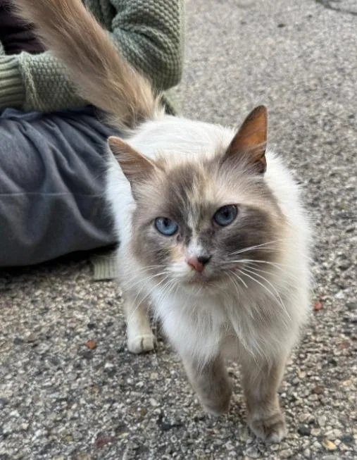 A young medium-sized female Siamese cat named Charmyn for adoption in Rockford, IL