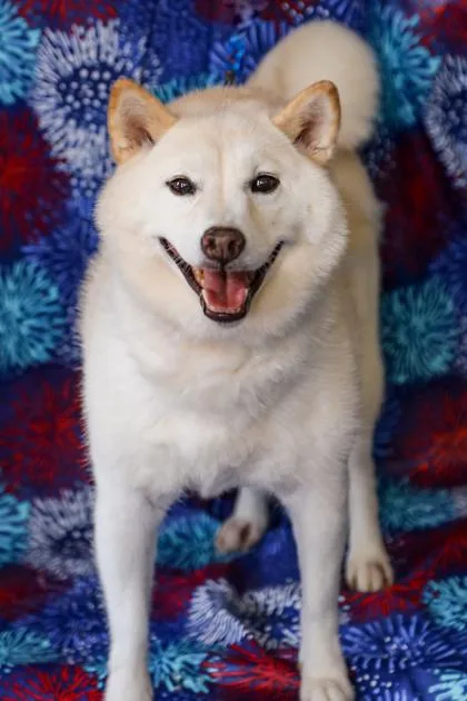 An adult medium-sized female Shiba Inu dog named Luna for adoption in Dothan, AL