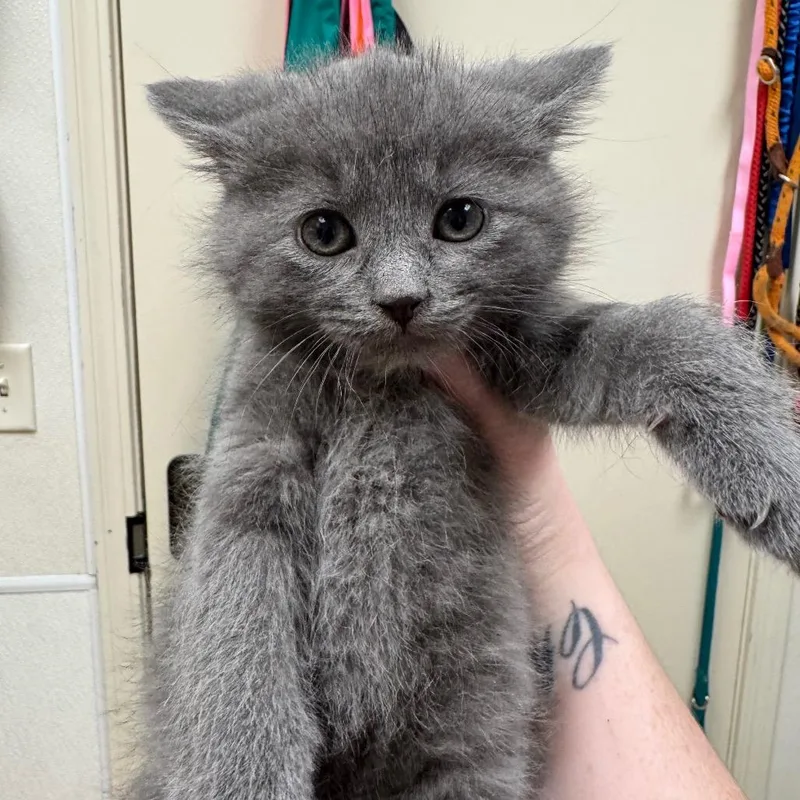 A baby small-sized male Gray / Blue / Silver Domestic Short Hair cat named Gigabite for adoption in Pekin, IL