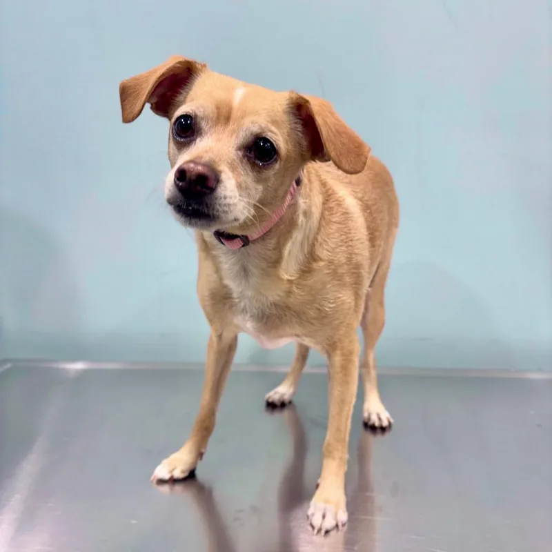 An adult small-sized male Yellow / Tan / Blond / Fawn Chihuahua dog named River for adoption in Portland, OR