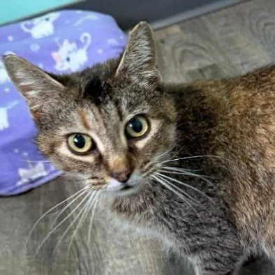 An adult medium-sized female Brown / Chocolate Domestic Short Hair cat named Melba for adoption in Washington, DC