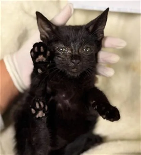A baby small-sized female Domestic Short Hair cat named Mia for adoption in Riverside, CA