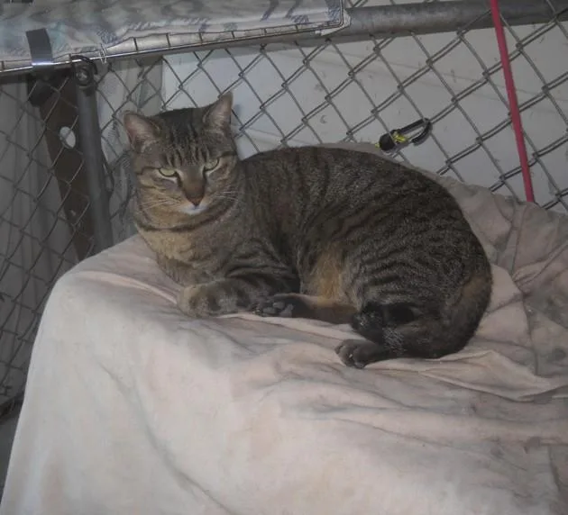 An adult medium-sized female Buff / Tan / Fawn Tabby cat named Ali for adoption in Oakhurst, CA