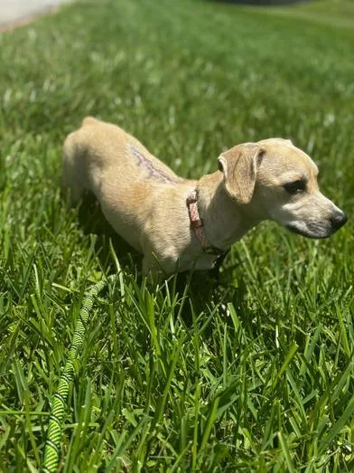 A baby small-sized female Yellow / Tan / Blond / Fawn Dachshund dog named Angel for adoption in Liverpool, TX