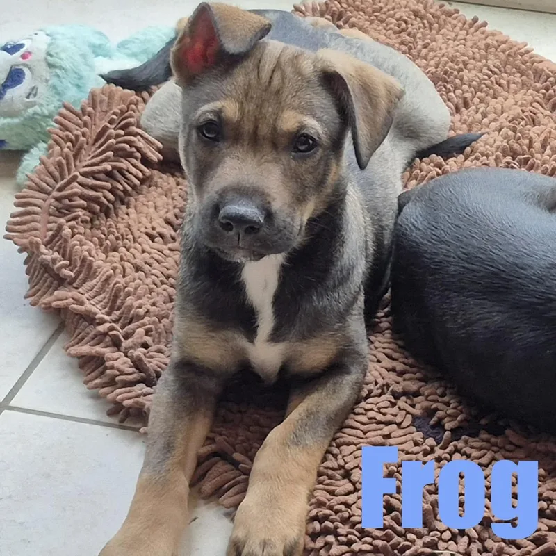 Frog thumbnail 5