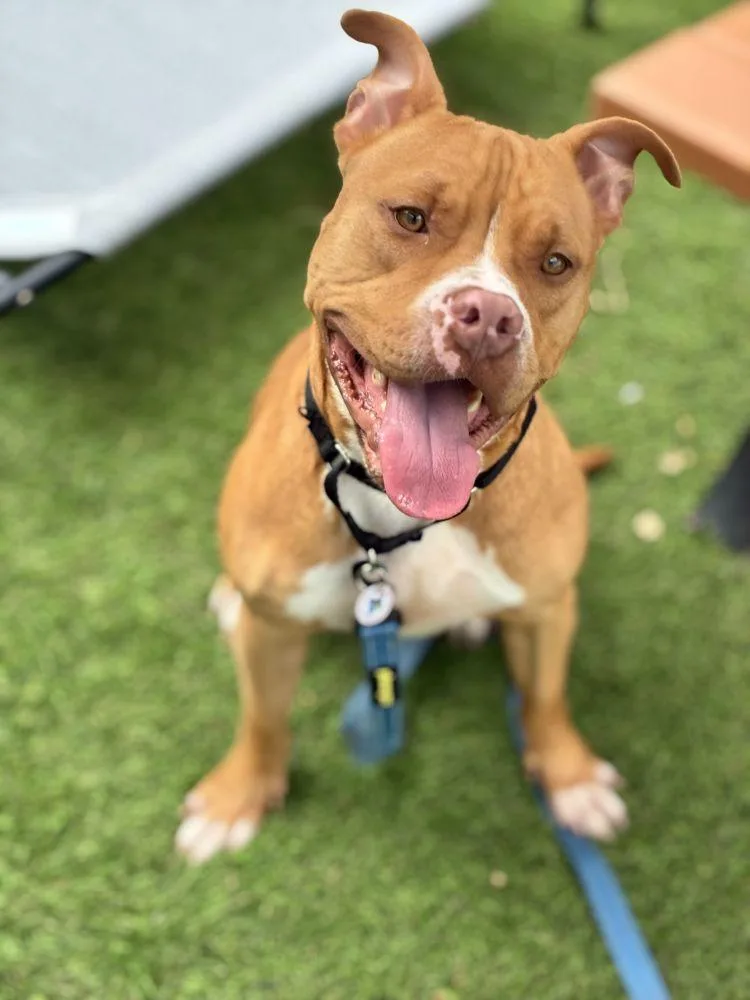 An adult large-sized male Mixed Breed dog named Copper for adoption in Alexandria, VA