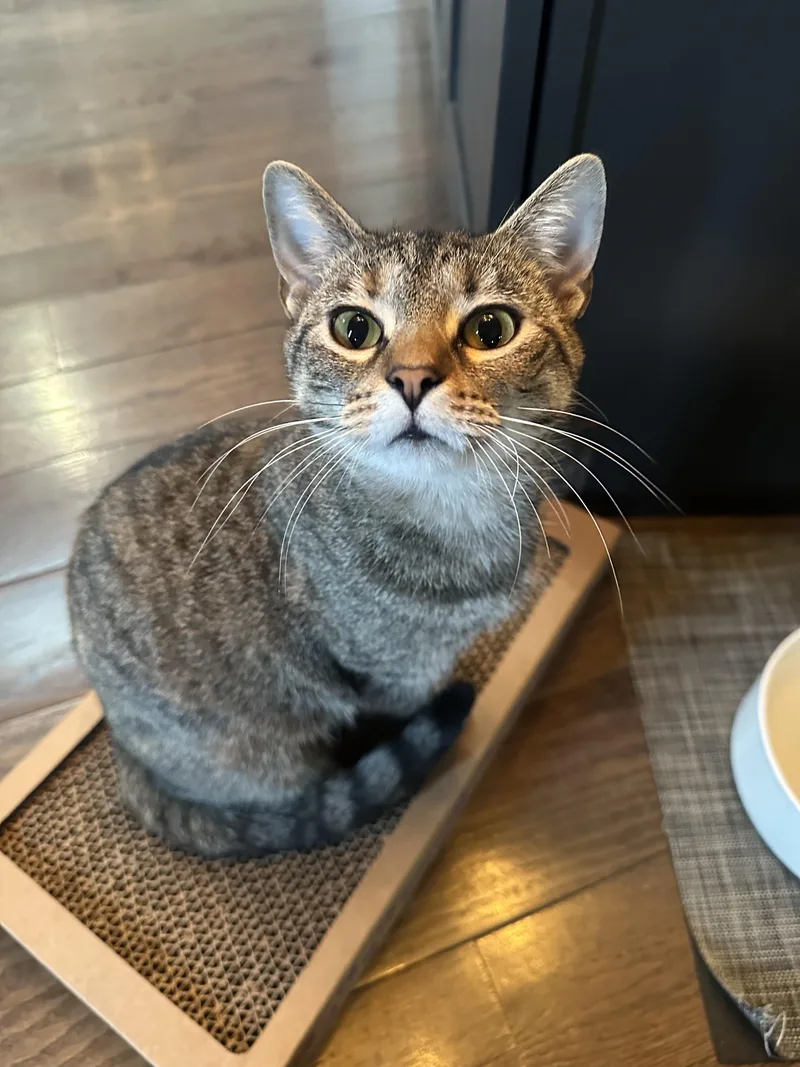 Fernand Norman thumbnail 3