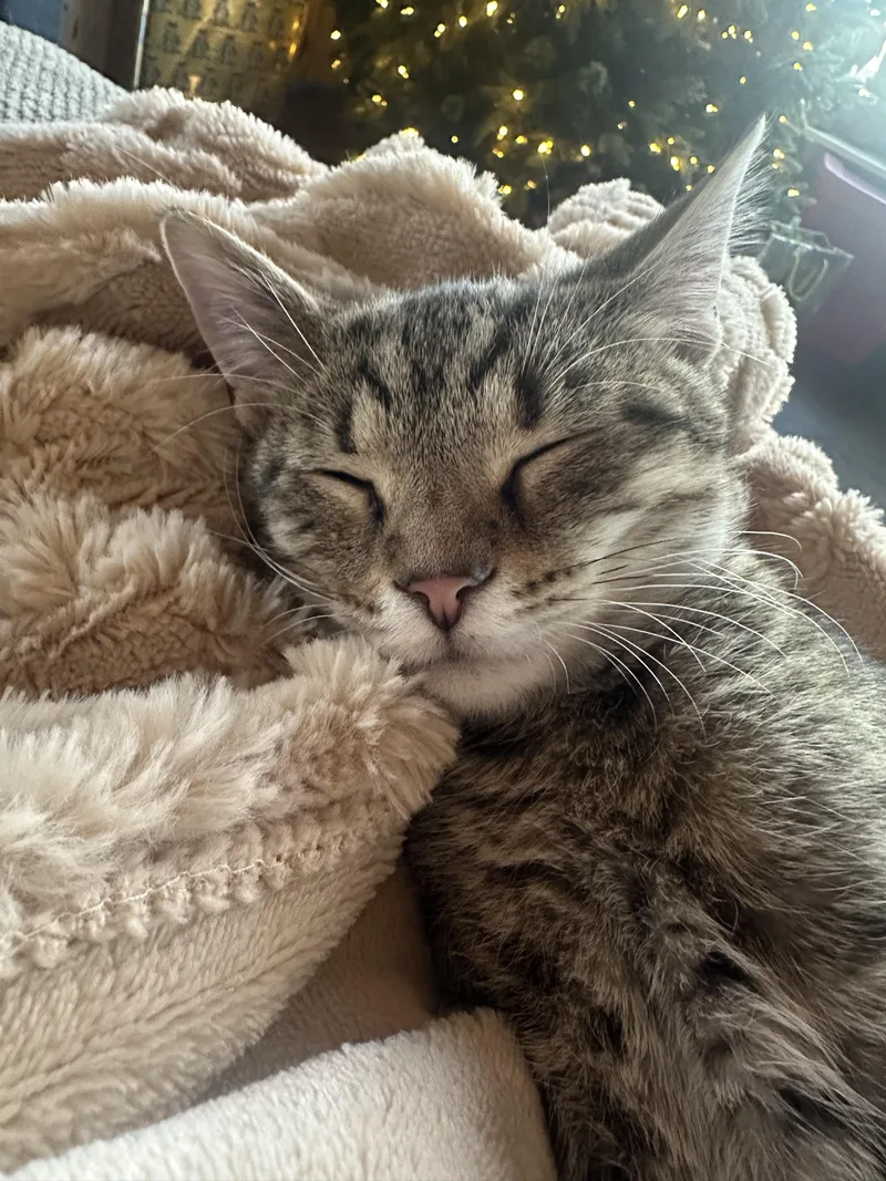 Fernand Norman thumbnail 4