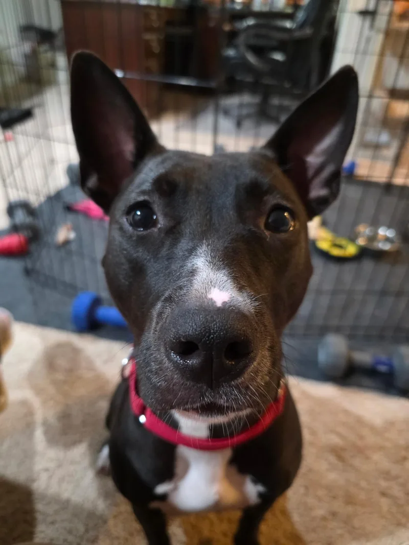 A young medium-sized female Black Pit Bull Terrier dog named Evangeline for adoption in Westminster, MD