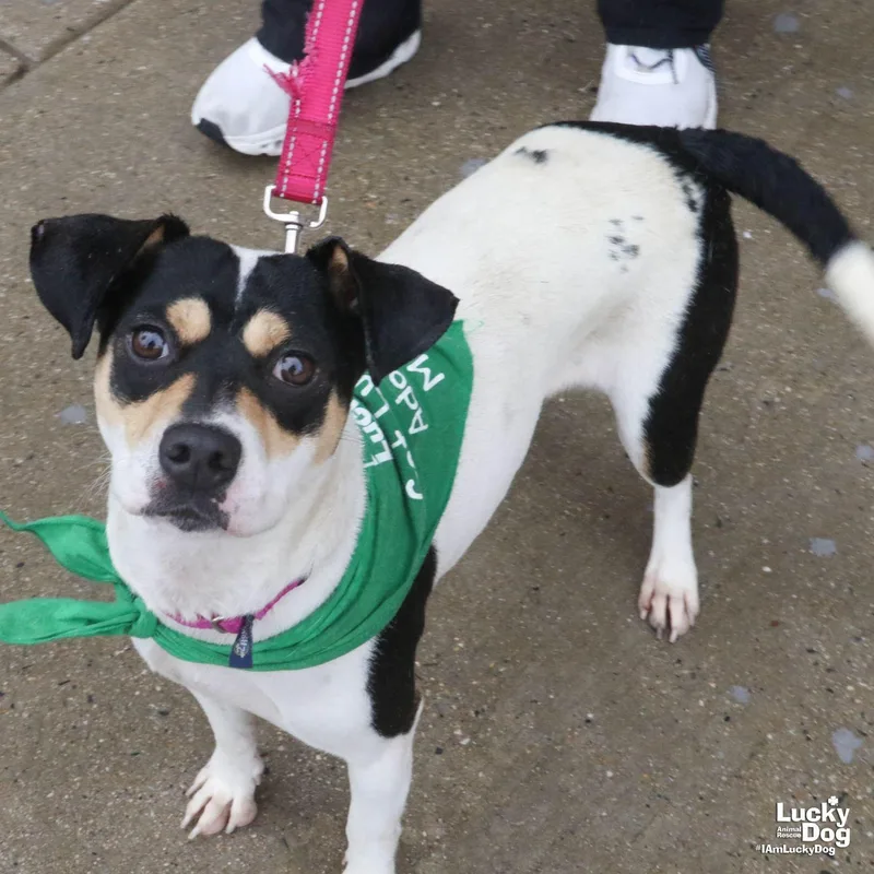 A young medium-sized female Beagle dog named Alba for adoption in Washington, DC