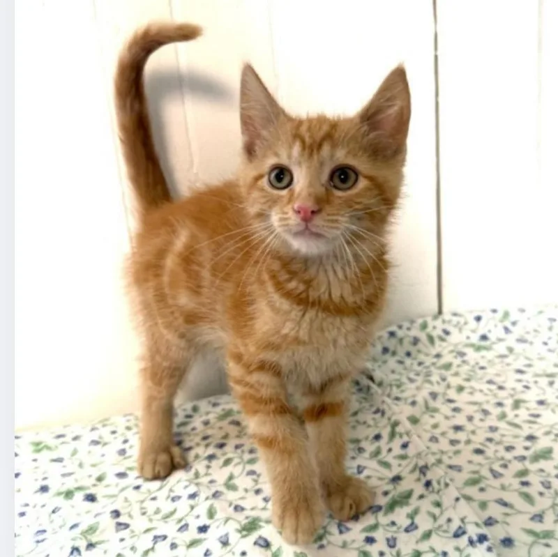 A baby medium-sized male Tabby (Orange / Red) Domestic Short Hair cat named Sunny for adoption in Greensburg, PA