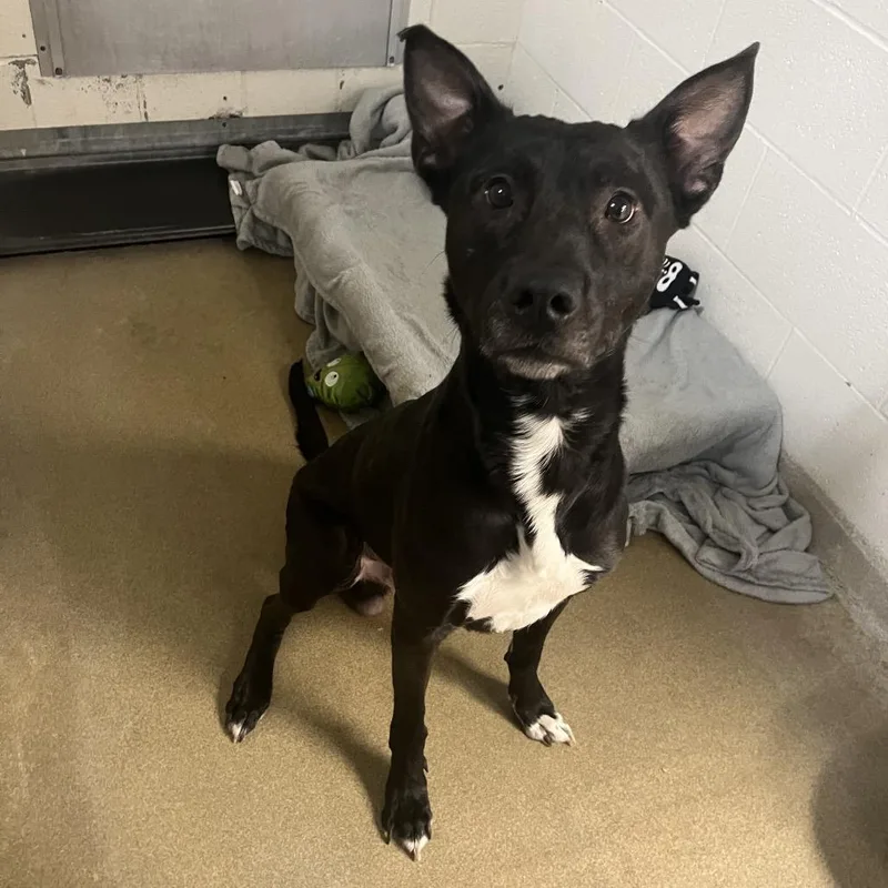 An adult large-sized male Black Shepherd dog named Riot for adoption in Kansas City, KS