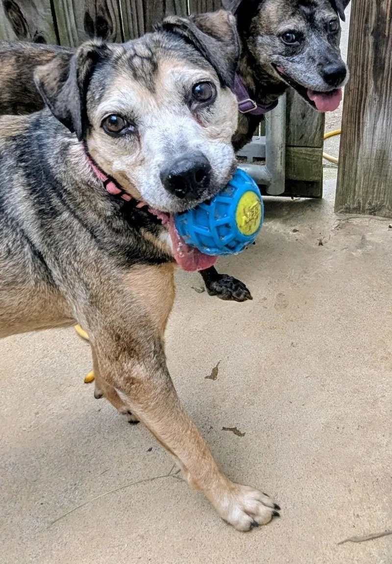 A senior medium-sized female Terrier dog named Zandra for adoption in Roswell, GA