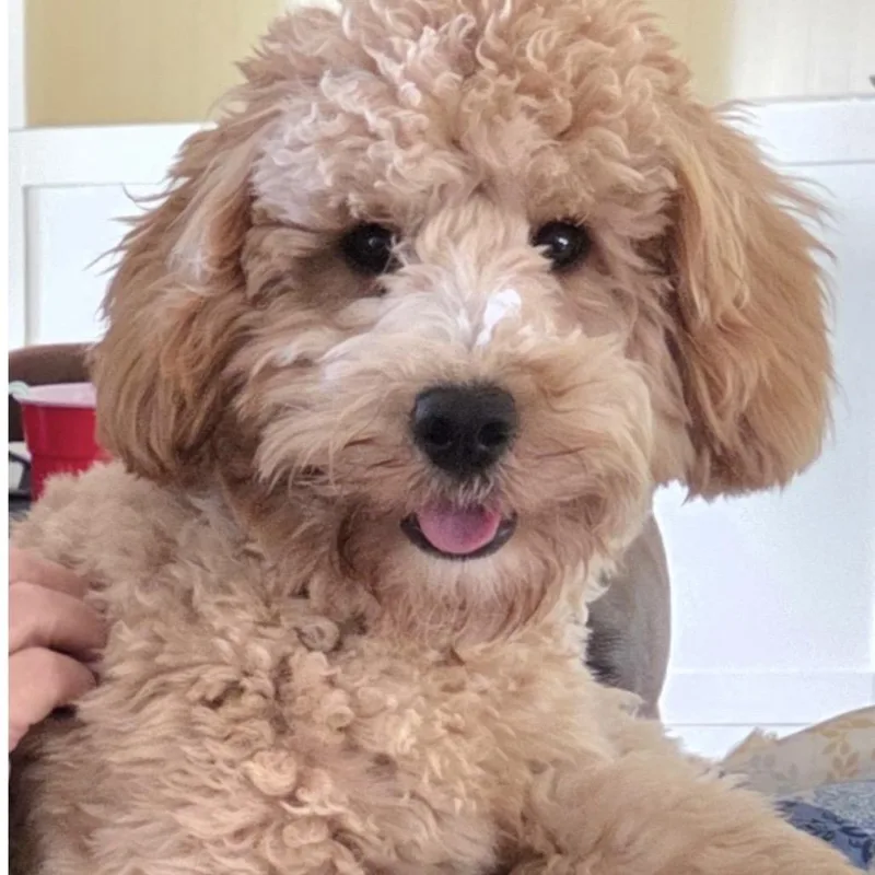 Teddy