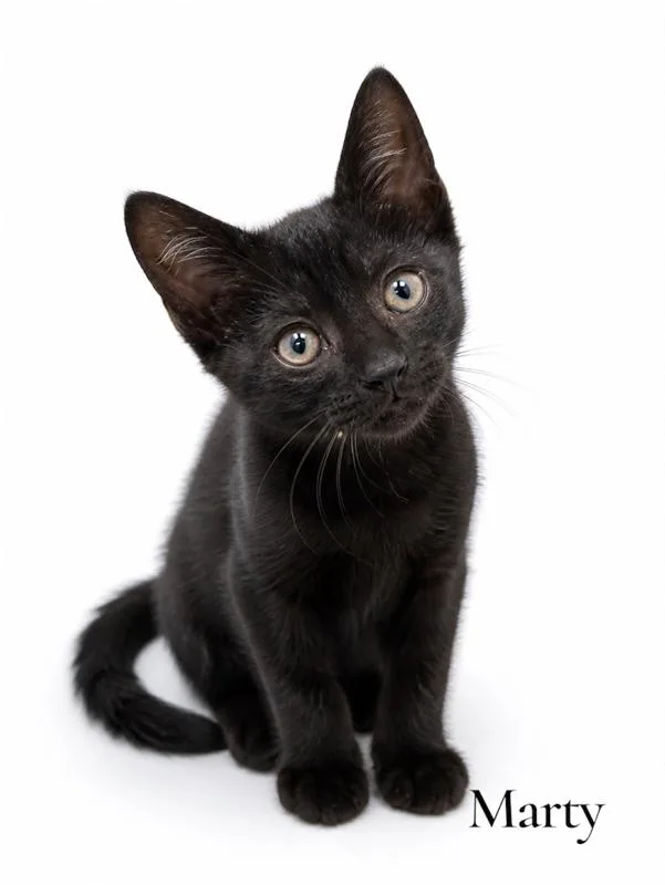 A baby medium-sized male Black Domestic Short Hair cat named Marty for adoption in Stevensville, MI