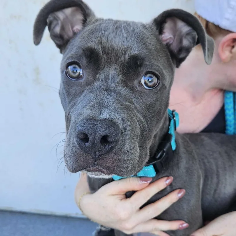A young medium-sized female Gray / Blue / Silver Mixed Breed dog named Nova for adoption in Davenport, IA