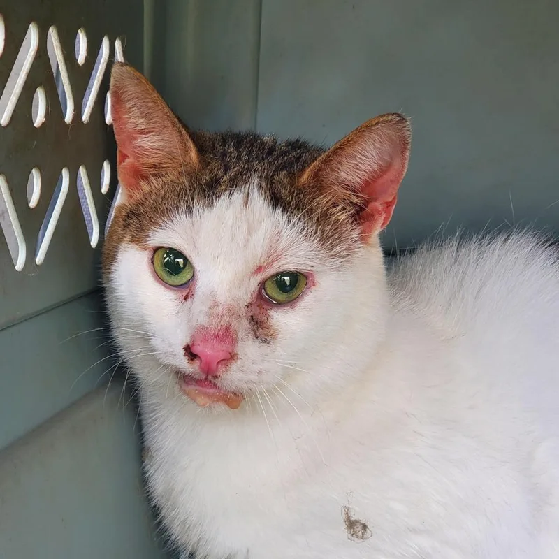 An adult small-sized male White Domestic Short Hair cat named Ignatius for adoption in Kansas City, MO