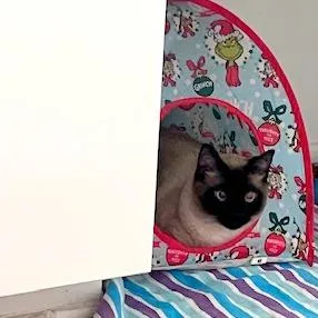 An adult extra large-sized male Siamese cat named Mr Bojangles for adoption in Austin, TX
