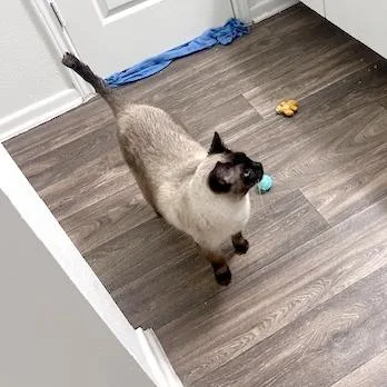 Mr Bojangles thumbnail 3