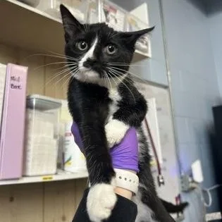 A baby medium-sized female Domestic Short Hair cat named Scooter for adoption in Rapid City, SD