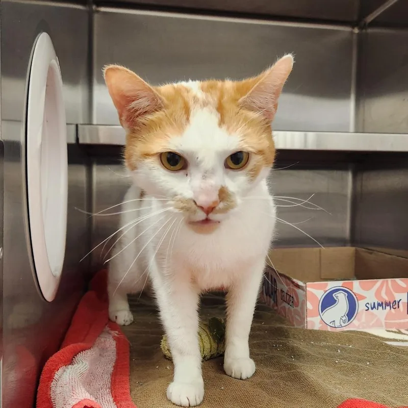 A young medium-sized female Orange / Red Domestic Short Hair cat named Mango for adoption in Delaware, OH
