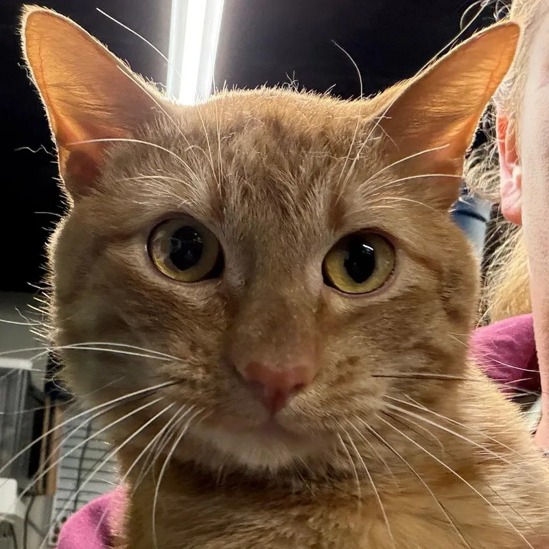 A young medium-sized male American Shorthair cat named Milo for adoption in mount vernon, AR