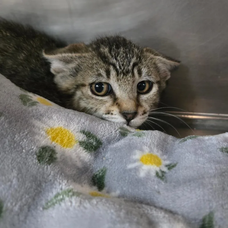 A baby small-sized male Black American Shorthair cat named Junebug for adoption in San Jacinto, CA