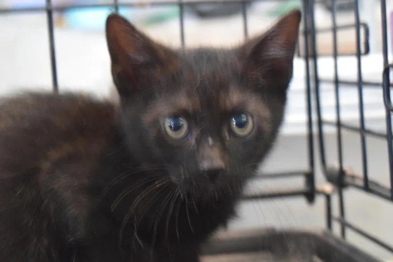A baby small-sized male Domestic Short Hair cat named Diva for adoption in Pahrump, NV