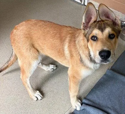A baby small-sized male German Shepherd Dog dog named Gigantor for adoption in Oakland, CA