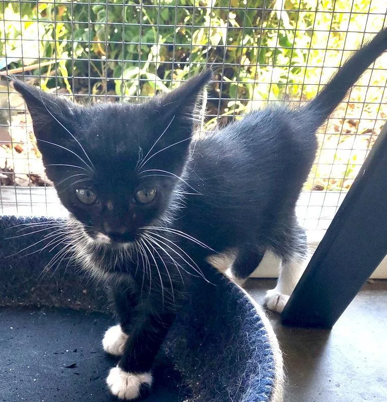 A baby medium-sized male Black & White / Tuxedo Domestic Short Hair cat named Ares for adoption in Albemarle, NC